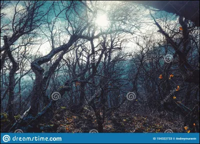 Tu entends un bruit dans la forêt :