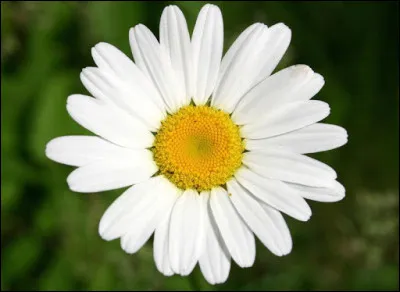 Qu'est-ce qu'une marguerite ?