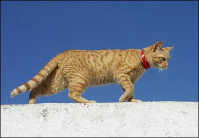 Quel était le nom de chat domestique d'Étoile de Feu ?