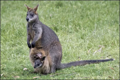 Quels animaux ont des poils et des os ?