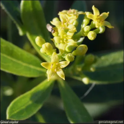 Trouvez le prénom correspondant à la fleur et vous trouverez, peut-être, le personnage !