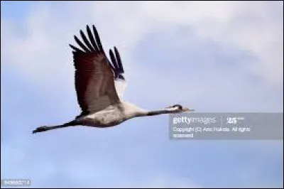 La grue craque, glapit et trompette.