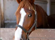 Quiz Les chevaux