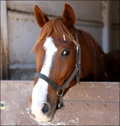 Comment appelle-t-on ce qui sert à amener le cheval à la barre d'attache ?