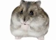 Quiz Connais-tu bien les hamsters ?