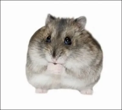 Les hamsters sont de petits rongeurs