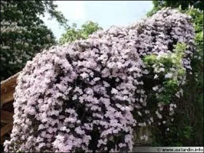 Comment planter une clématite ?