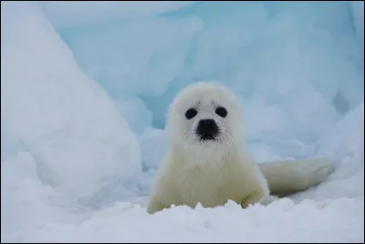 Quel est le nom du petit du phoque ?