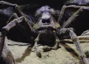 Quiz Harry Potter : Aragog