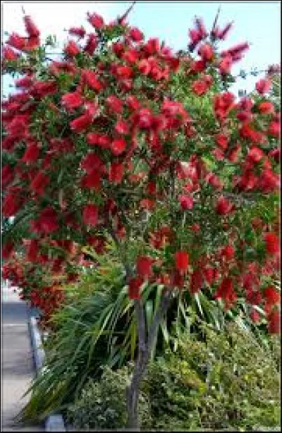 Quel est le nom latin de cette plante ?