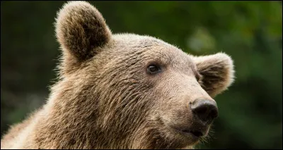 Que veut dire l'expression "il ne faut pas vendre la peau de l'ours avant de l'avoir tué" ?