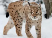 Quiz Connais-tu bien les lynx ?