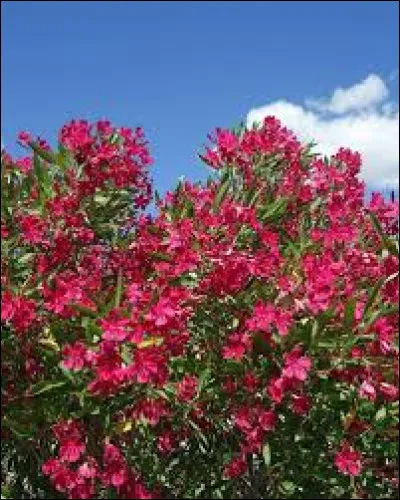 Le laurier rose peut donner des fleurs, rouges, roses et blanches.