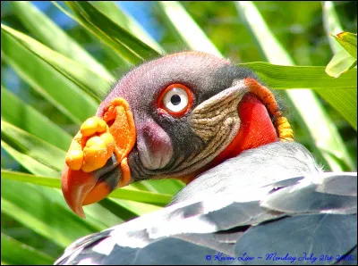 Quel animal aimeriez-vous être ?