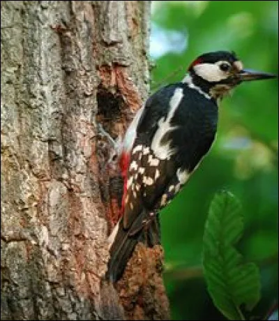 Pic comme l'oiseau : lequel de ces pics n'existe pas ?