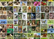 Quiz Quel est cet animal ?