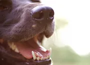 Test Quelle race de chien est faite pour toi ?