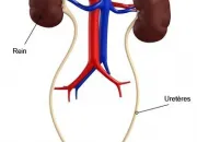 Quiz Appareil urinaire