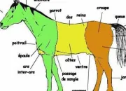 Quiz Les parties principales du cheval