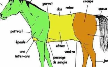 Quiz Chevaux