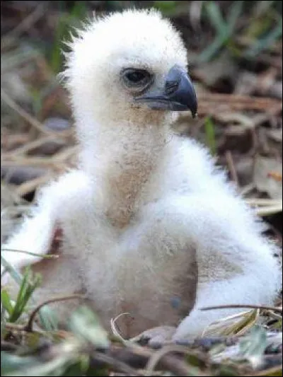 Trouvez le nom de cet oiseau et vous serez royal !