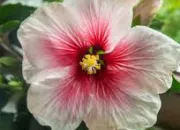 Quiz Plante (24) - l'hibiscus, rose de Chine