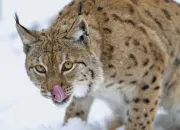 Quiz Les lynx