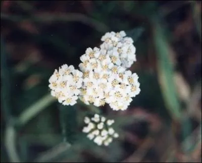 Plantes aux nombreuses feuilles ... .