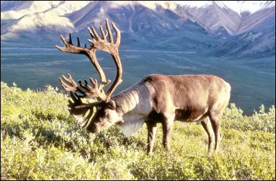 Quel est le nom de ce cervidé du Canada ?