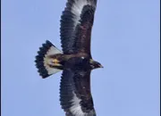 Quiz Rapaces et aigles