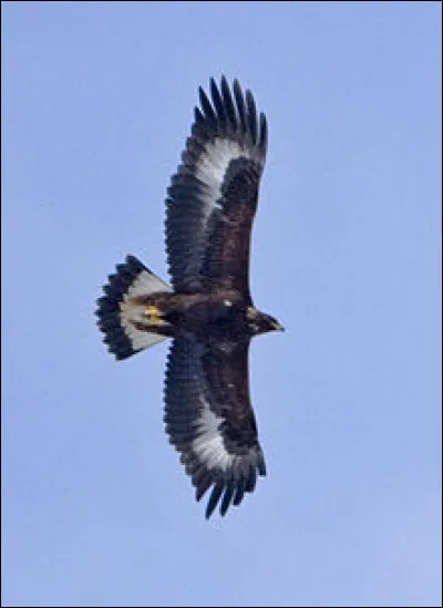 Quel est ce rapace ?