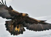 Quiz Aigles et rapaces