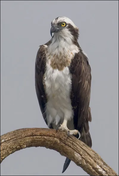 Quel est ce rapace ?