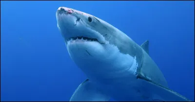 Quel est ce requin ?