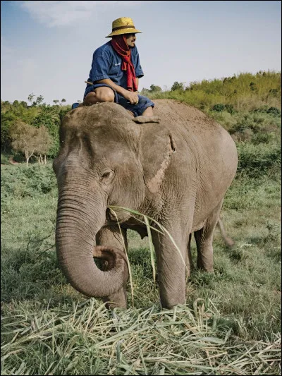 Avec quoi les éléphants se lavent-ils ?