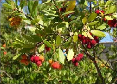 Surnommé l'arbre à fraise, voici :