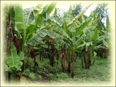 Bananier des Philippines dont les feuilles fournissent une matière textile, le chanvre de Manille :