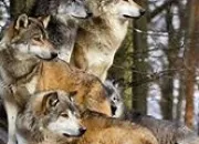 Quiz Connais-tu vraiment bien les loups ?