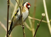 Quiz Les oiseaux au fil des pays