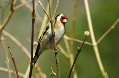 Quel oiseau est marron clair, rouge, blanc, noir et jaune ?