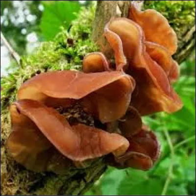 Quel est l'autre nom du champignon "Auricularia " ?