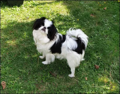 Quel est ce petit chien à la queue couverte d'un beau poil long et abondant portée sur le dos ?