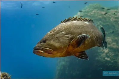 Mer comme mérou : de quel ordre fait-il partie ?