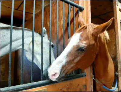 Un cheval peut-il vomir ?