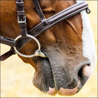 Quand un cheval mange le mors, on sait...