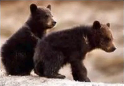 Adèle possède-t-elle un bébé grizzly ?