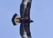 Test Quel aigle es-tu ?