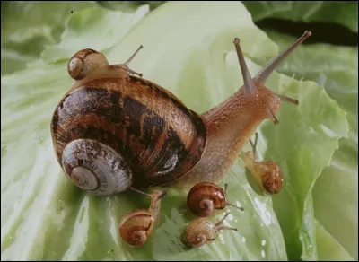 De quelle famille les escargots font-ils partie ?