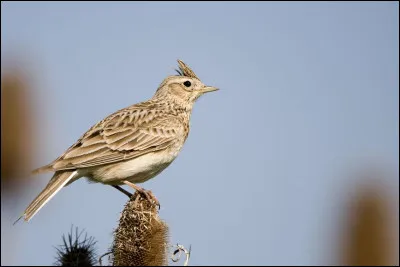 Quel est le nom de cet oiseau ?