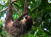 Quiz Le sommeil chez les animaux